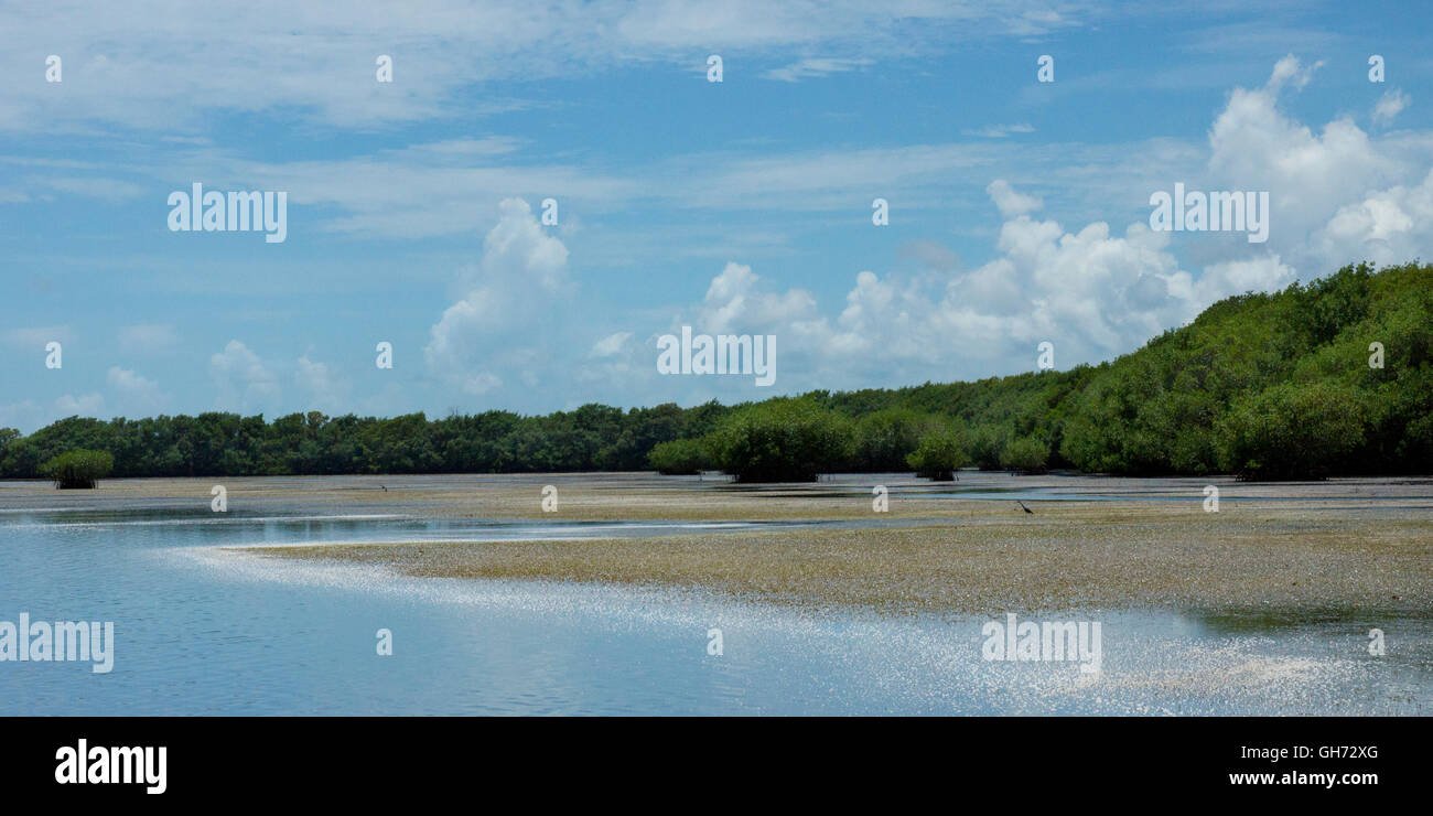 Low tide scene of Biscayne Bay's shoreline. Stock Photo