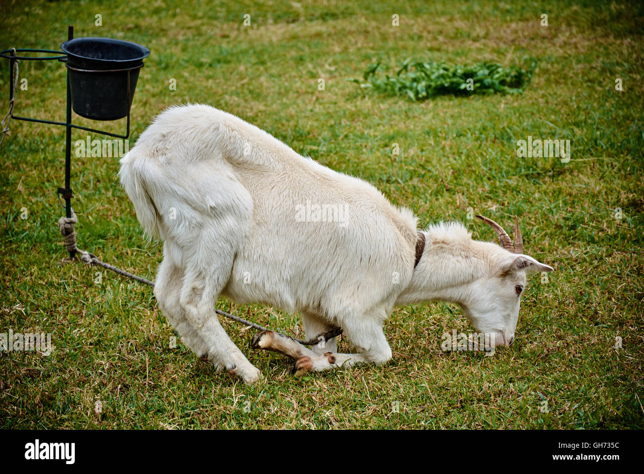 A goat eating in a particularly weird position in the fields of Gouin, in  Buenos Aires, Argentina Stock Photo - Alamy