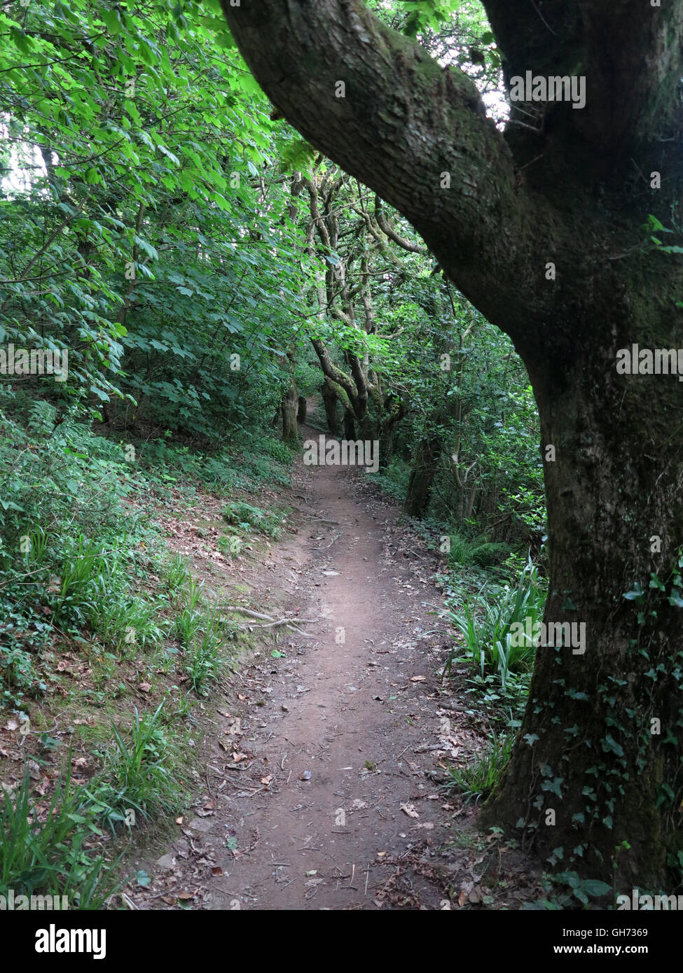 Pembrokeshire Coast Path National Trail from Tenby to Saundersfoot