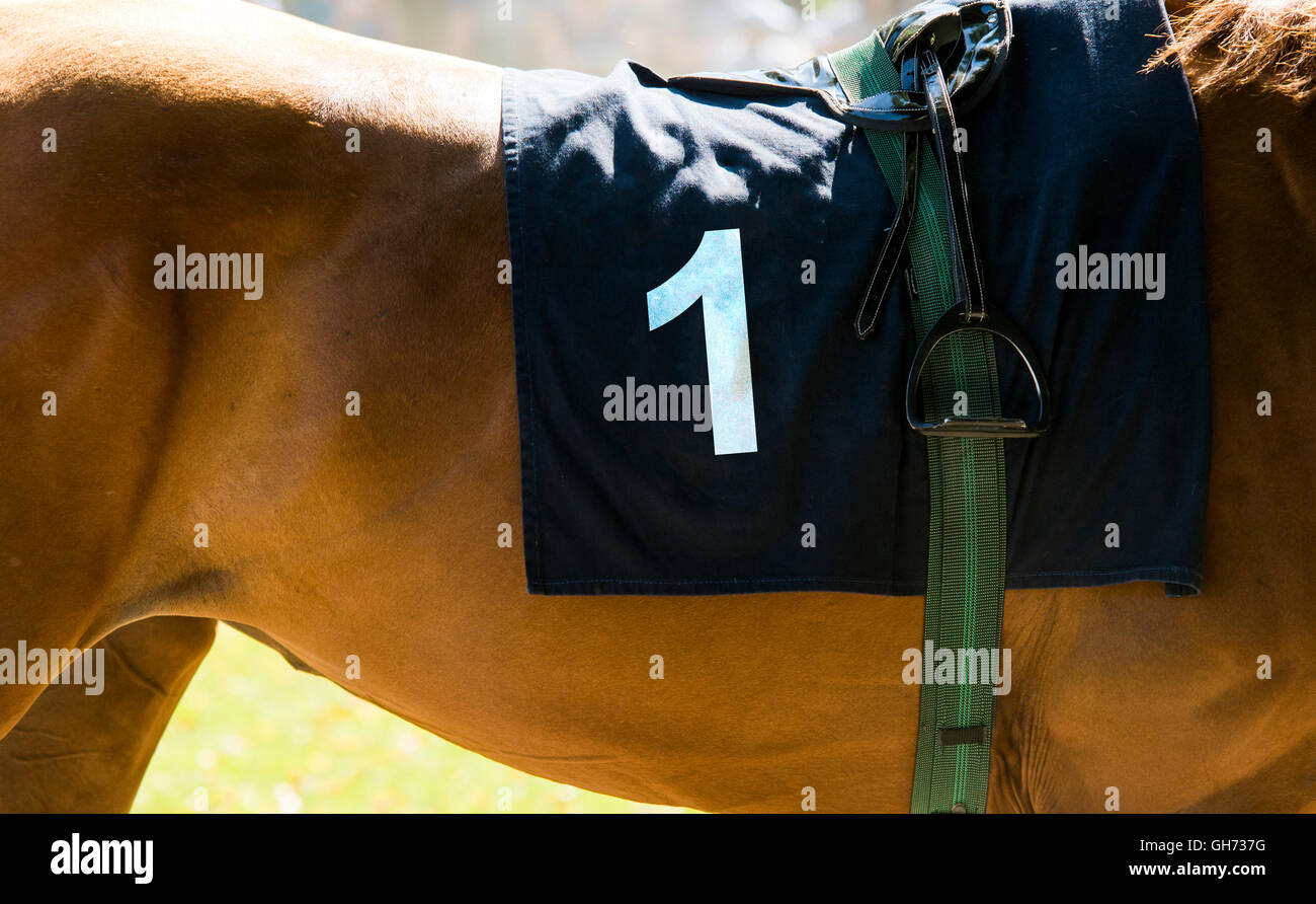 Horse number 1 hi-res stock photography and images - Alamy
