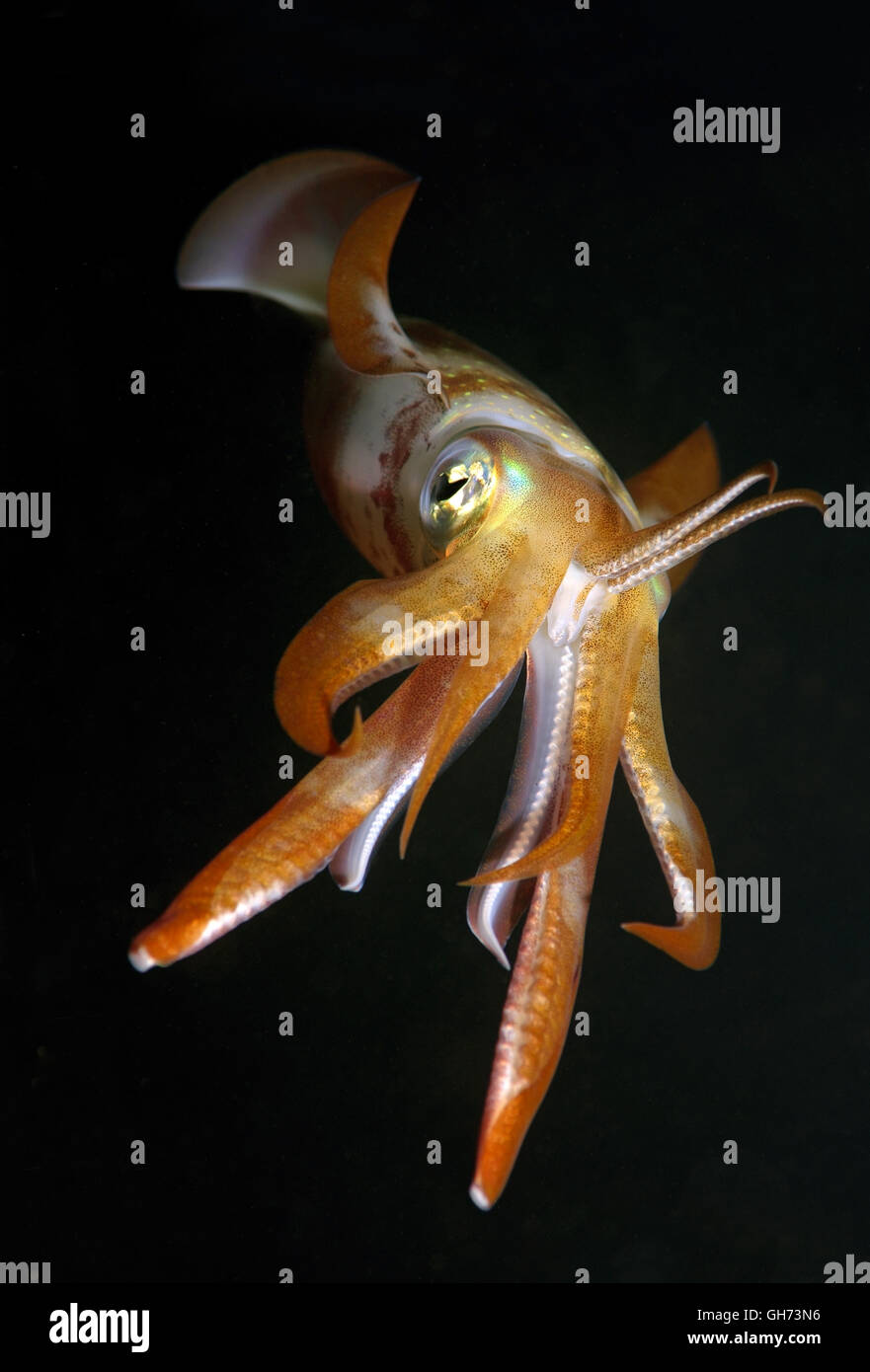 Bigfin reef squid, Inshore Squid or Oval squid (Sepioteuthis lessoniana