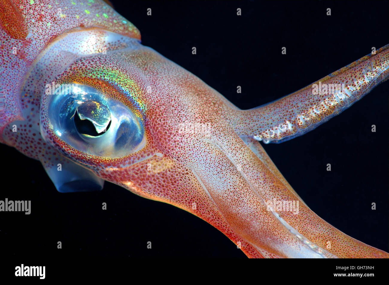 Portrait of Bigfin reef squid, Inshore Squid or Oval squid (Sepioteuthis lessoniana) Red Sea, Egypt, Africa Stock Photo