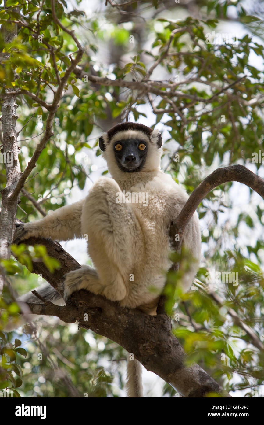 Verreaux's Sifakas Stock Photo