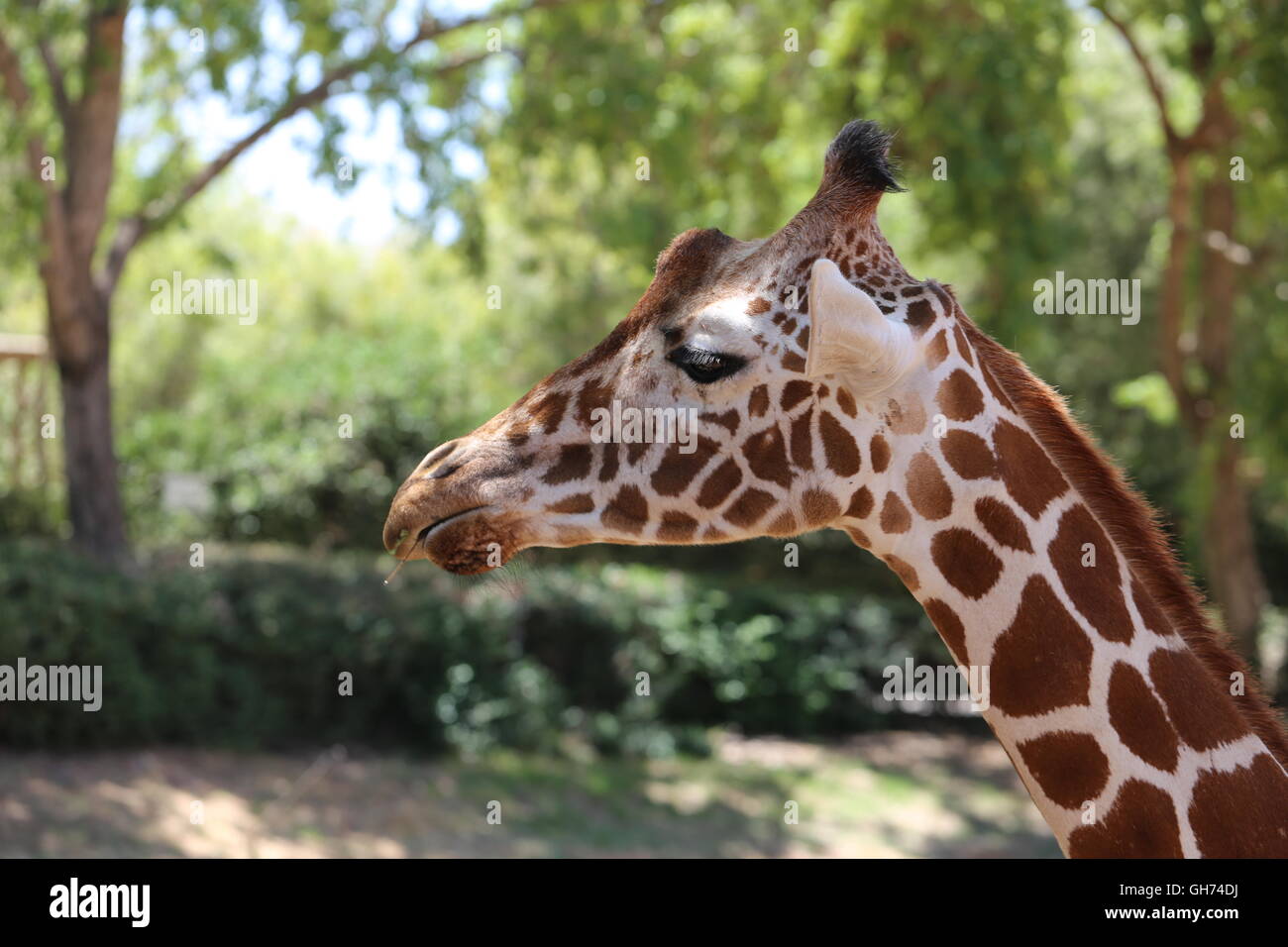Giraffe Portrait, Close Up.Giraffe in the Zoo. Stock Photo