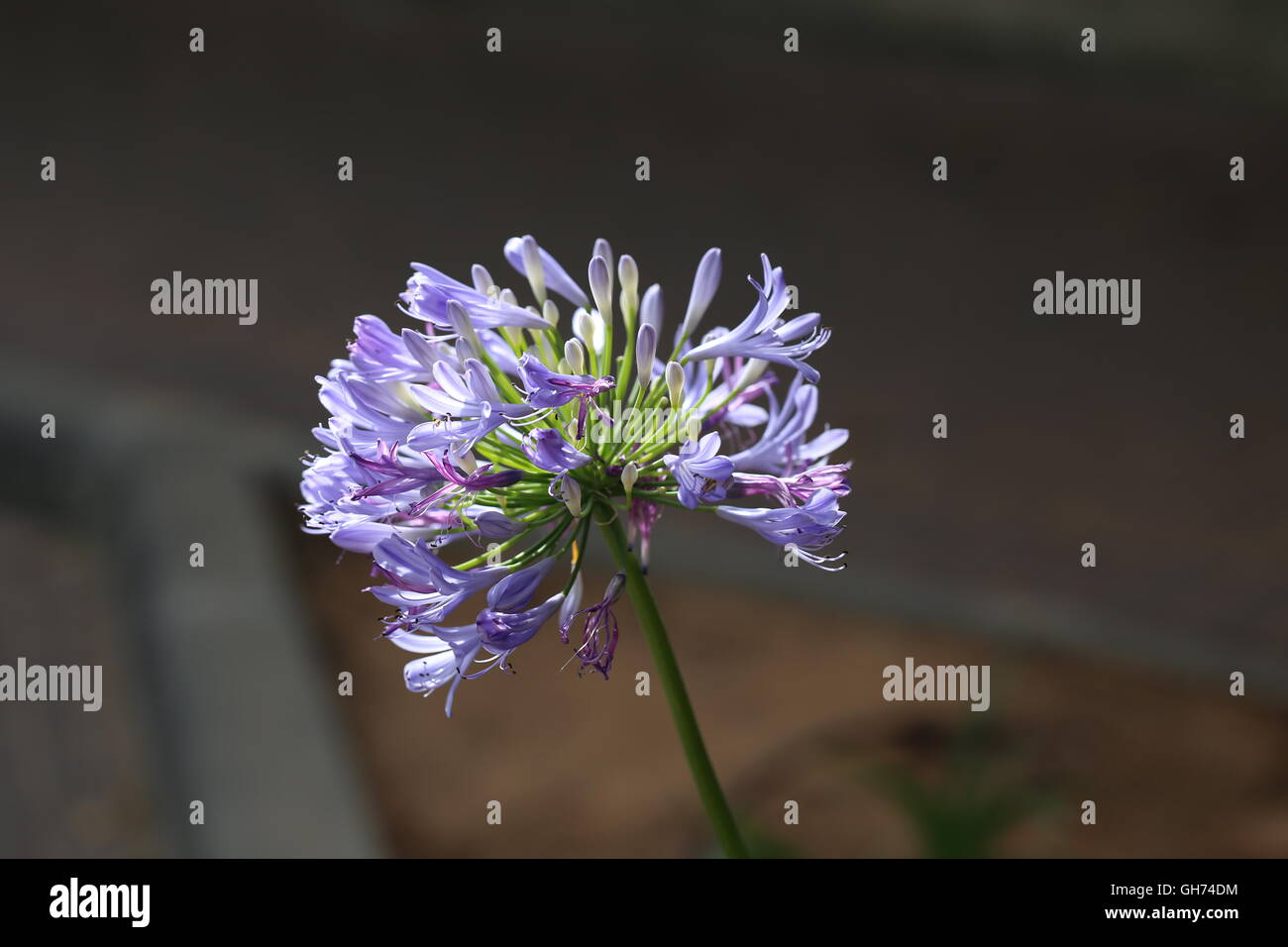 African Lily Flower. Blue - purple flower of Agapanthus africanus, commonly called lily of the Nile. Bright light of natural  spotlight on the flowers Stock Photo