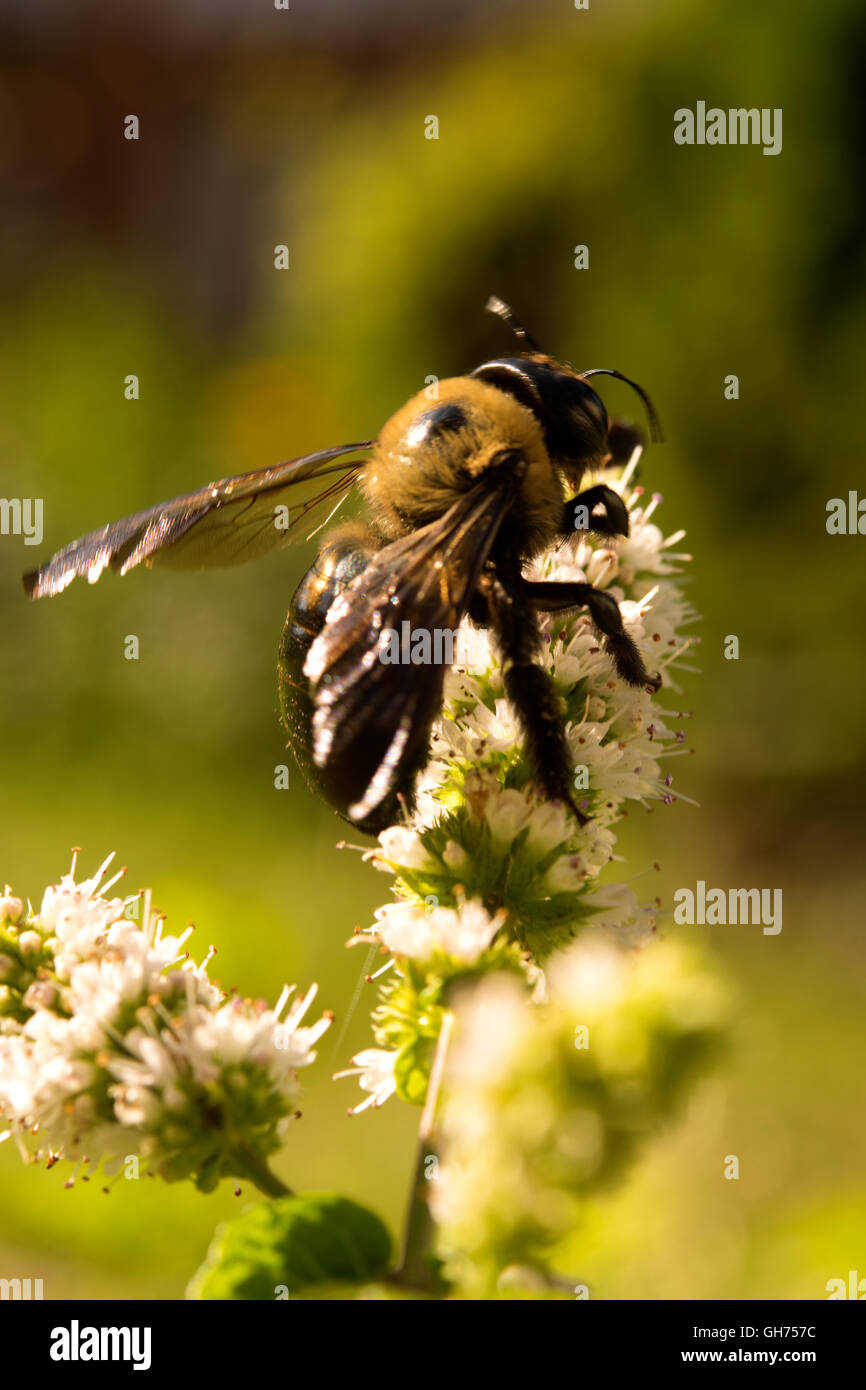 Bumble bee wings hires stock photography and images Alamy