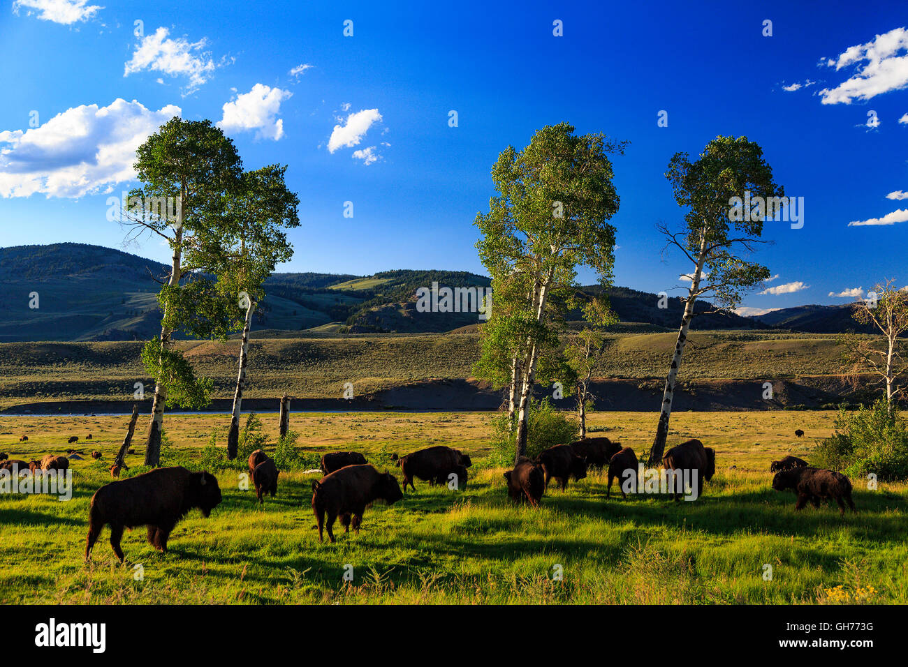 This is a view of a herd of Bison grazing in the beautiful Lamar Valley area in northeast Yellowstone National Park, Wyoming. Stock Photo