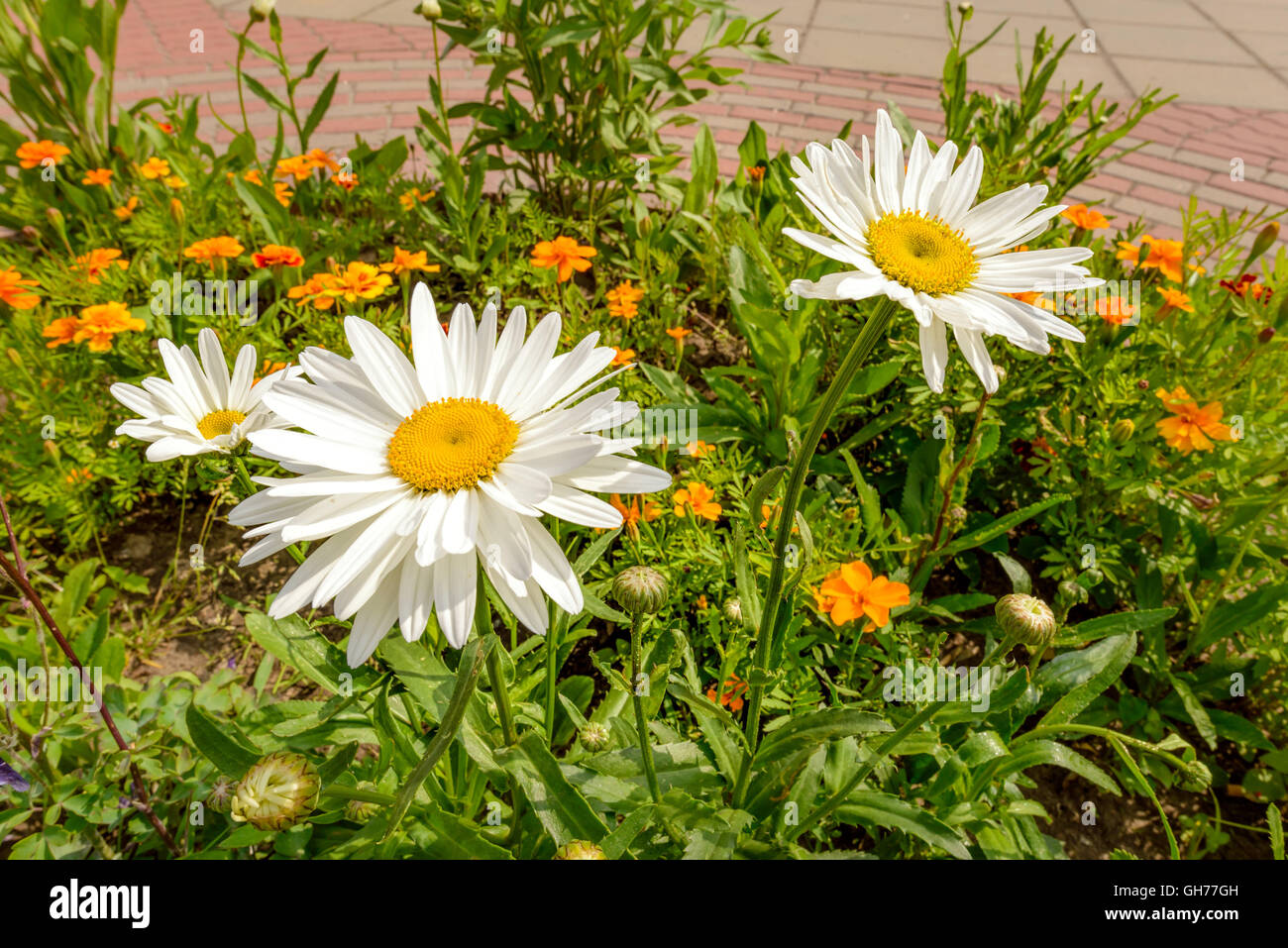 Big white daisies in the garden under the warm spring sun Stock Photo