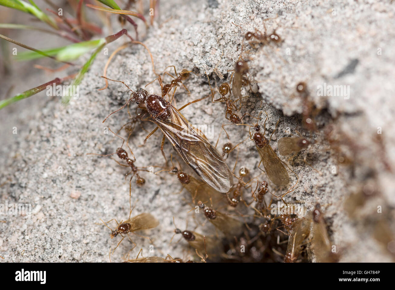 Nuptial flight from ant nest - showing winged adults and worker ants Stock Photo