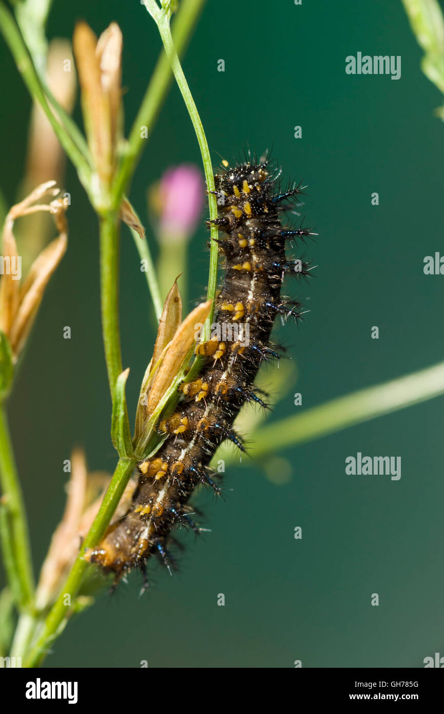 Meadow argus butterfly caterpillar (Junonia villida) Stock Photo