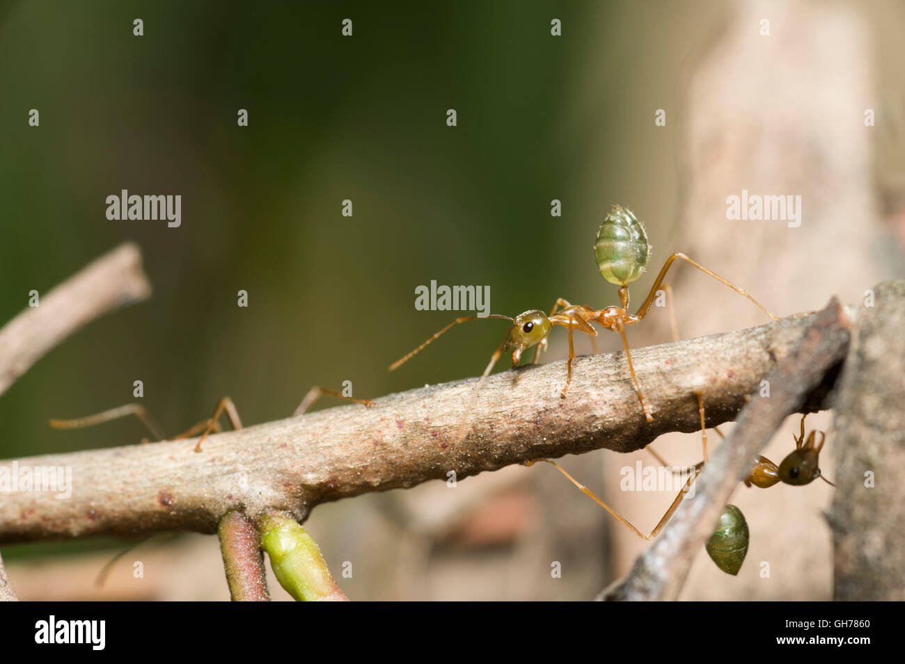 Green tree ants (Oecophylla smaragdina) their defending nest Stock