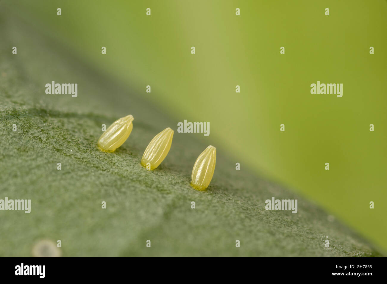 Cabbage (large) white butterfly eggs (Pieris rapae) on broccoli Stock Photo Alamy