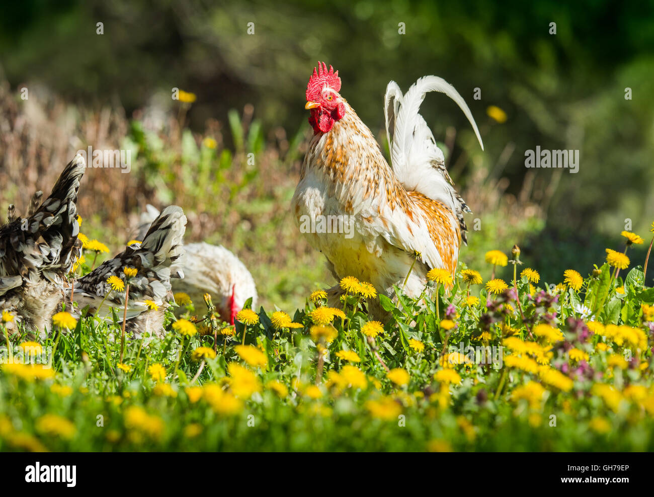 Rooster and hen on meadow Stock Photo