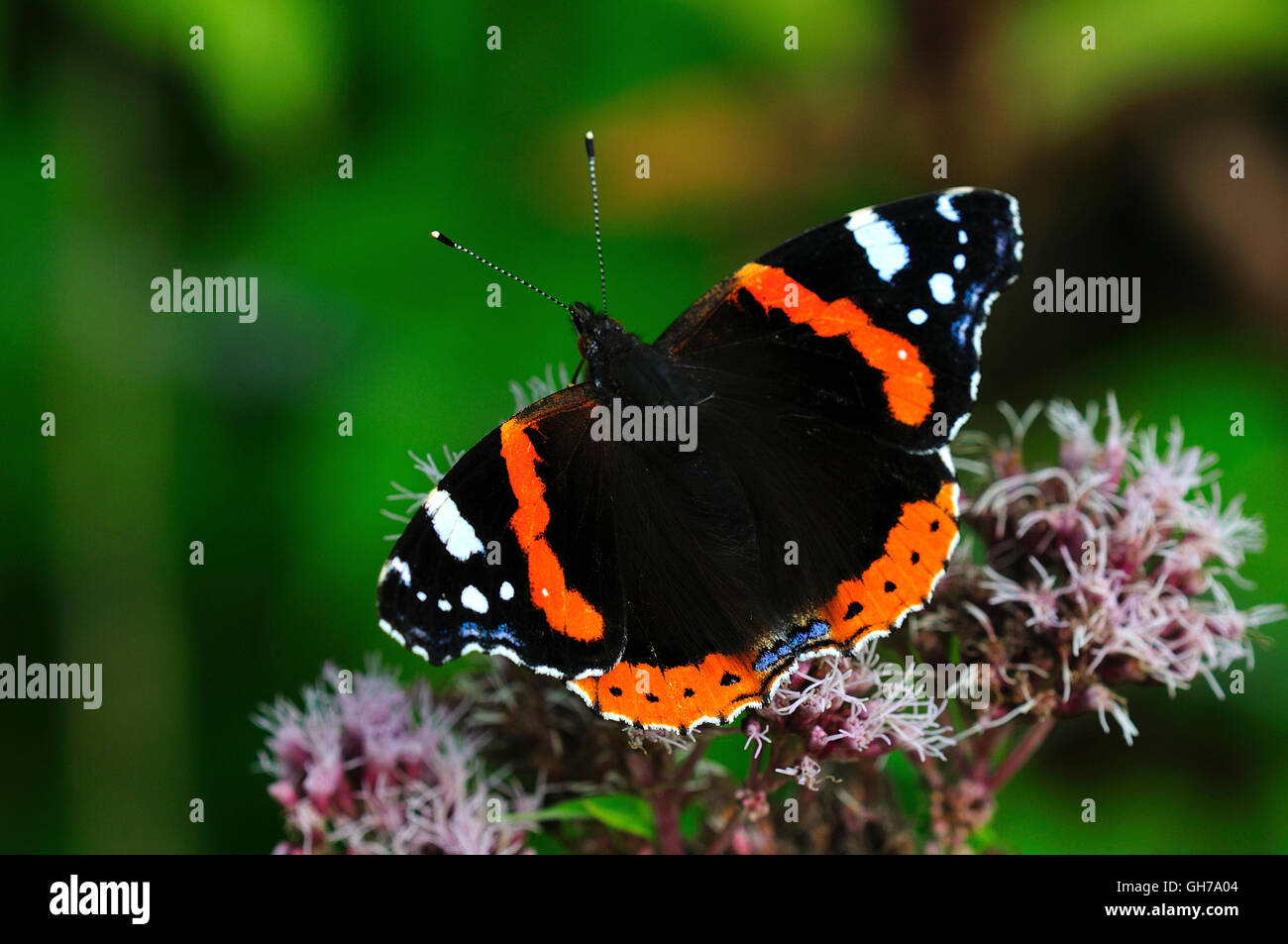 A red admiral butterfly at rest UK Stock Photo