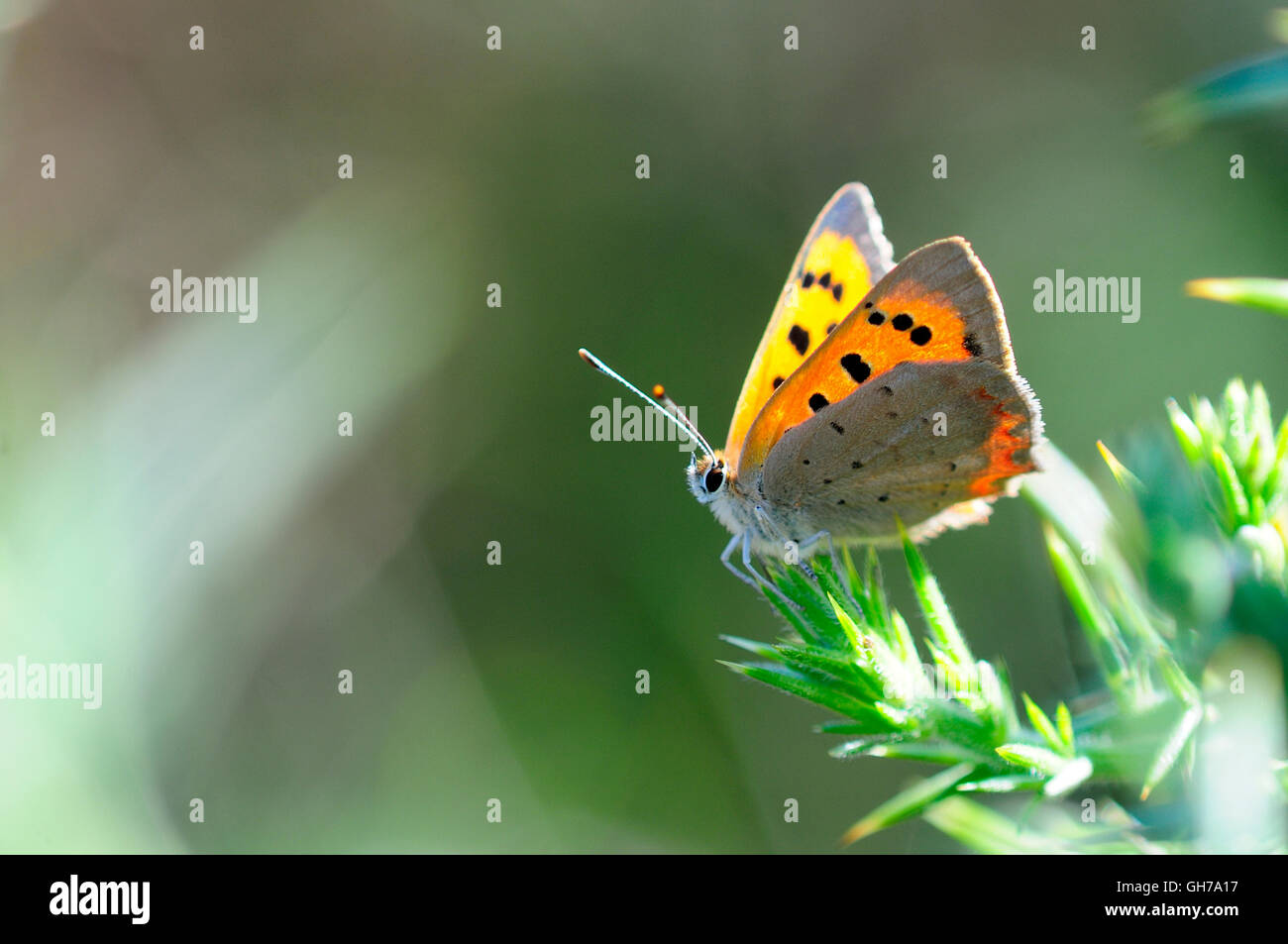 A small copper butterfly at rest UK Stock Photo - Alamy