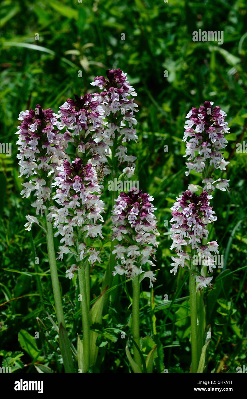 A clump of burnt orchid UK Stock Photo
