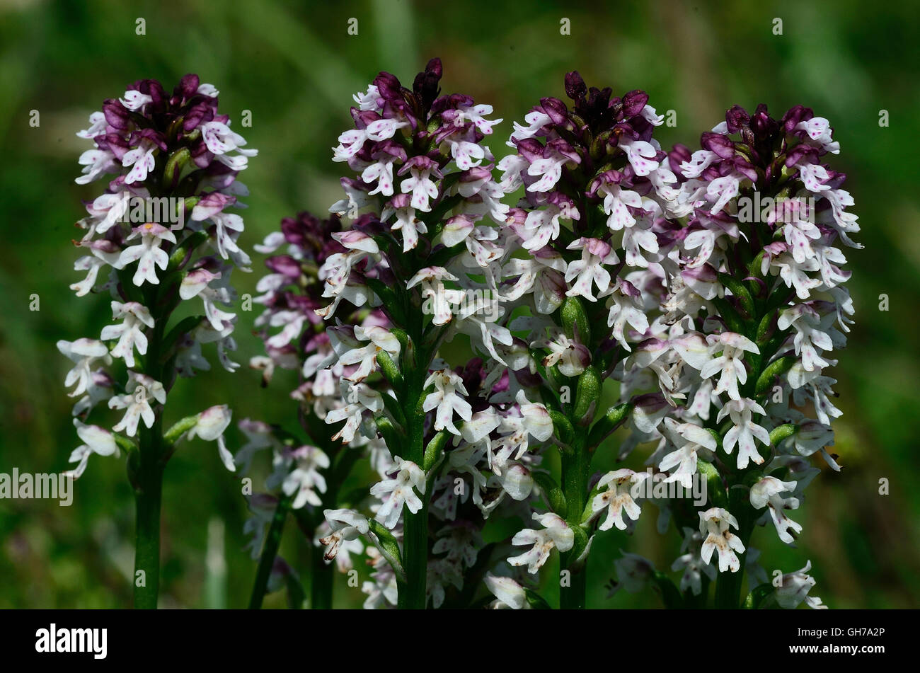 A clump of burnt orchids UK Stock Photo