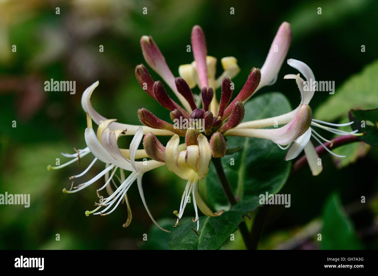 The flower of a honeysuckle shrub UK Stock Photo Alamy