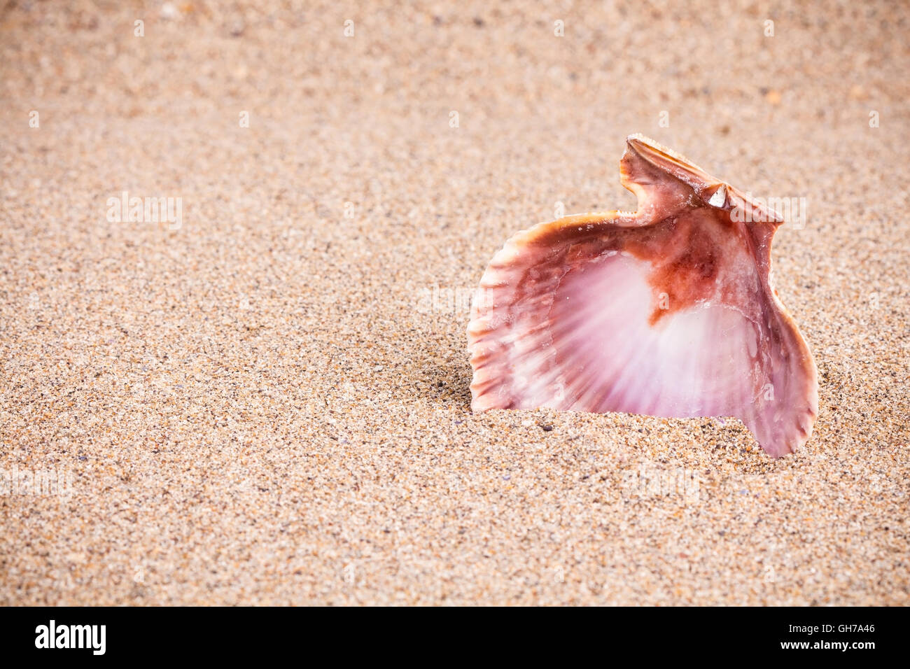 Lonely reddish pink sea shell on sandy background Stock Photo - Alamy
