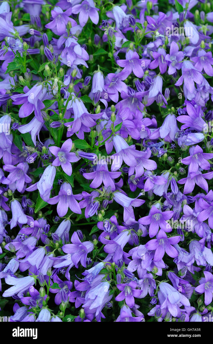 A clump of blue campanula flowers UK Stock Photo