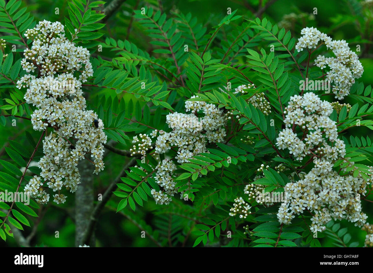 The leaves and flowers of a sorbus vilmorinii rowan tree UK Stock Photo