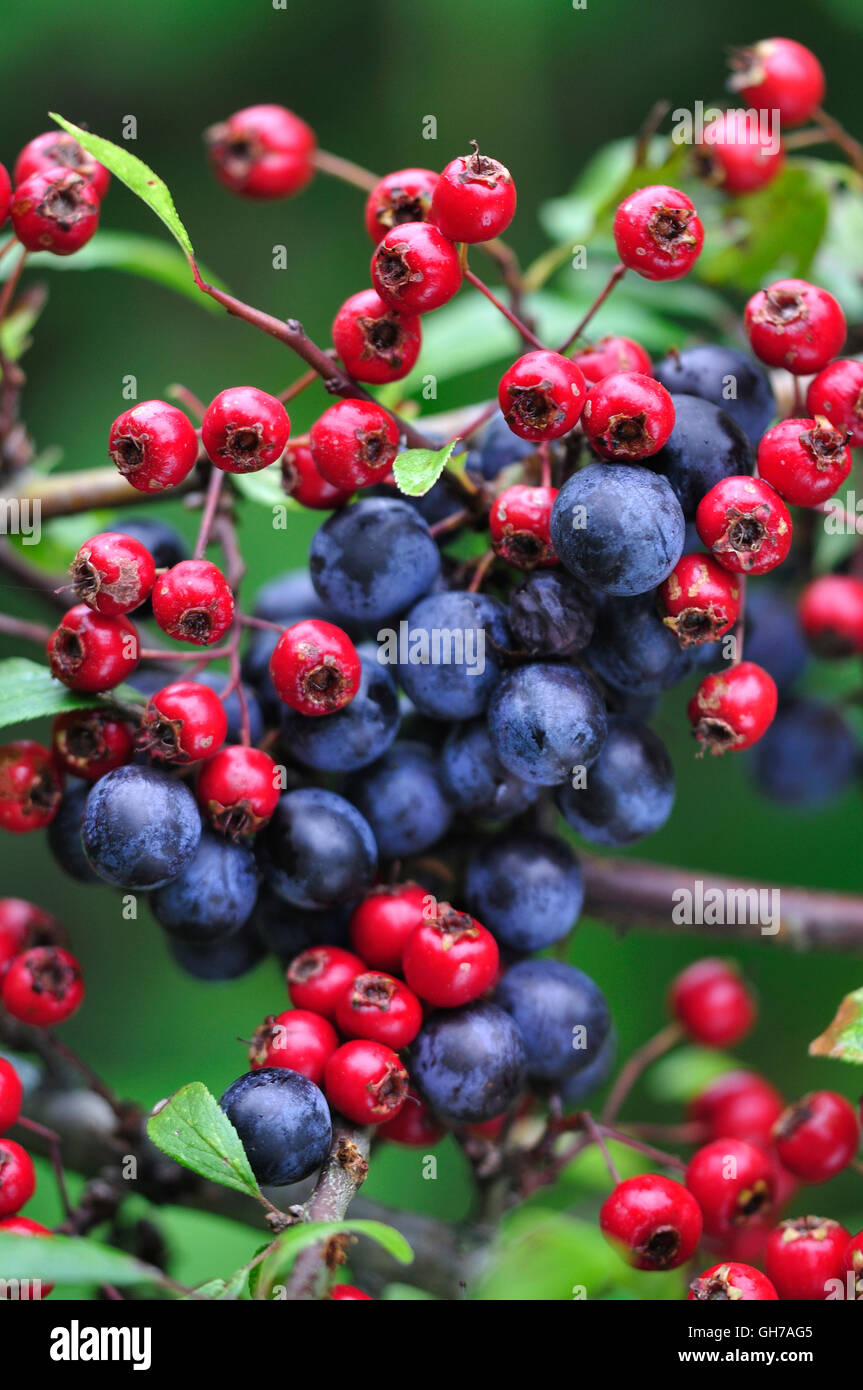 Sloe (prunus spinosa) and hawthorn (crataegus monogyna) berries. Dorset