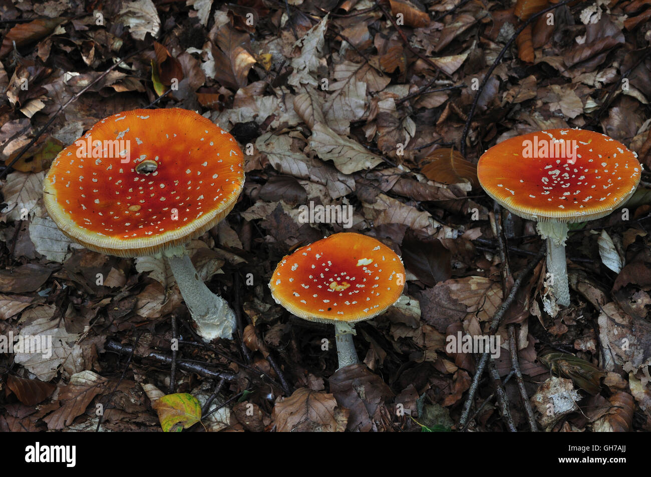 Fly agaric toadstools Stock Photo Alamy