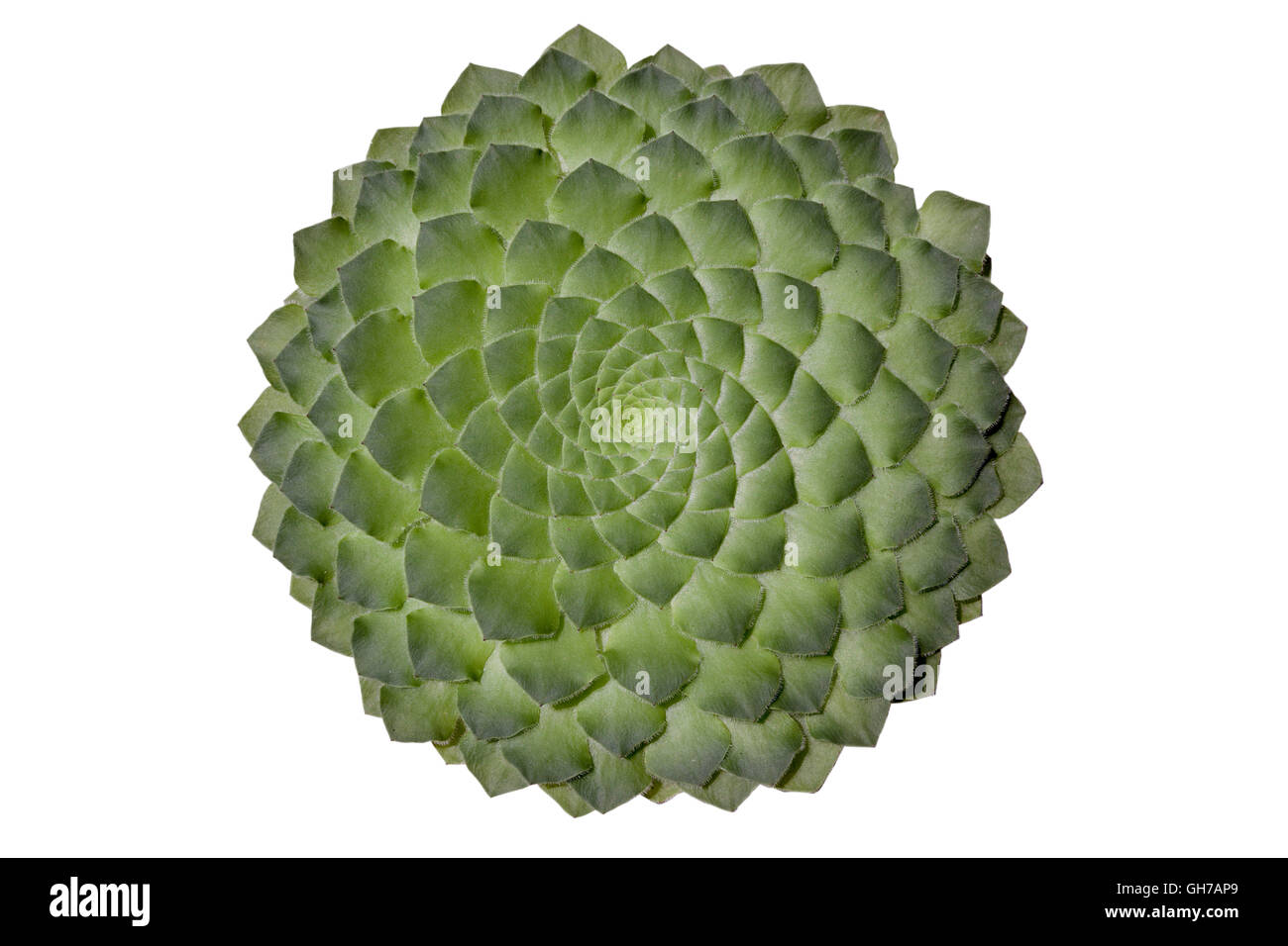 Originating from the Canaries, a wonderful stemless and totally flat succulent: the Aeonium macrolepum or berthelotianum. Stock Photo