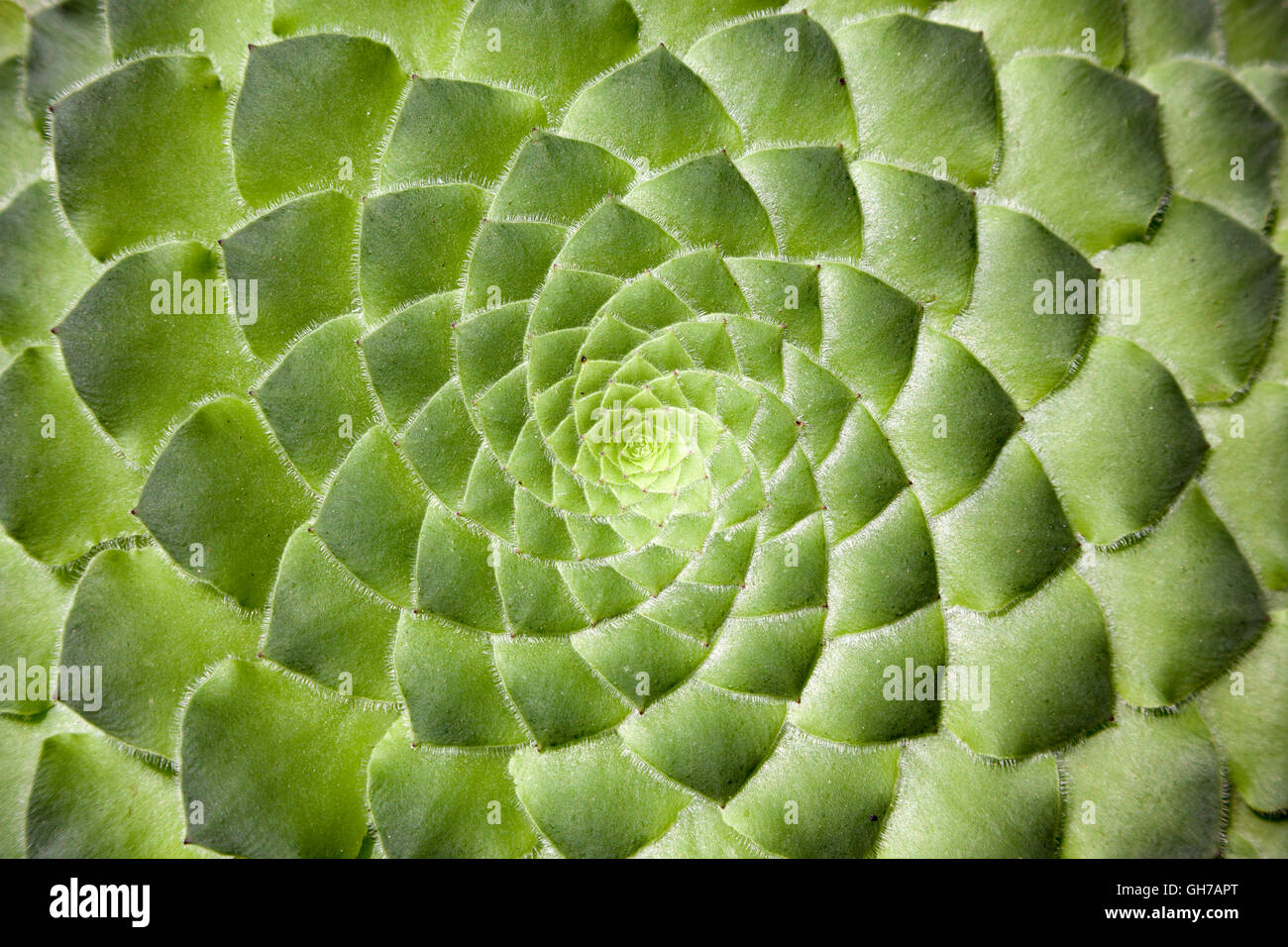 Originating from the Canaries, a wonderful stemless and flat succulent: the Aeonium macrolepum or berthelotianum. Close up. Stock Photo