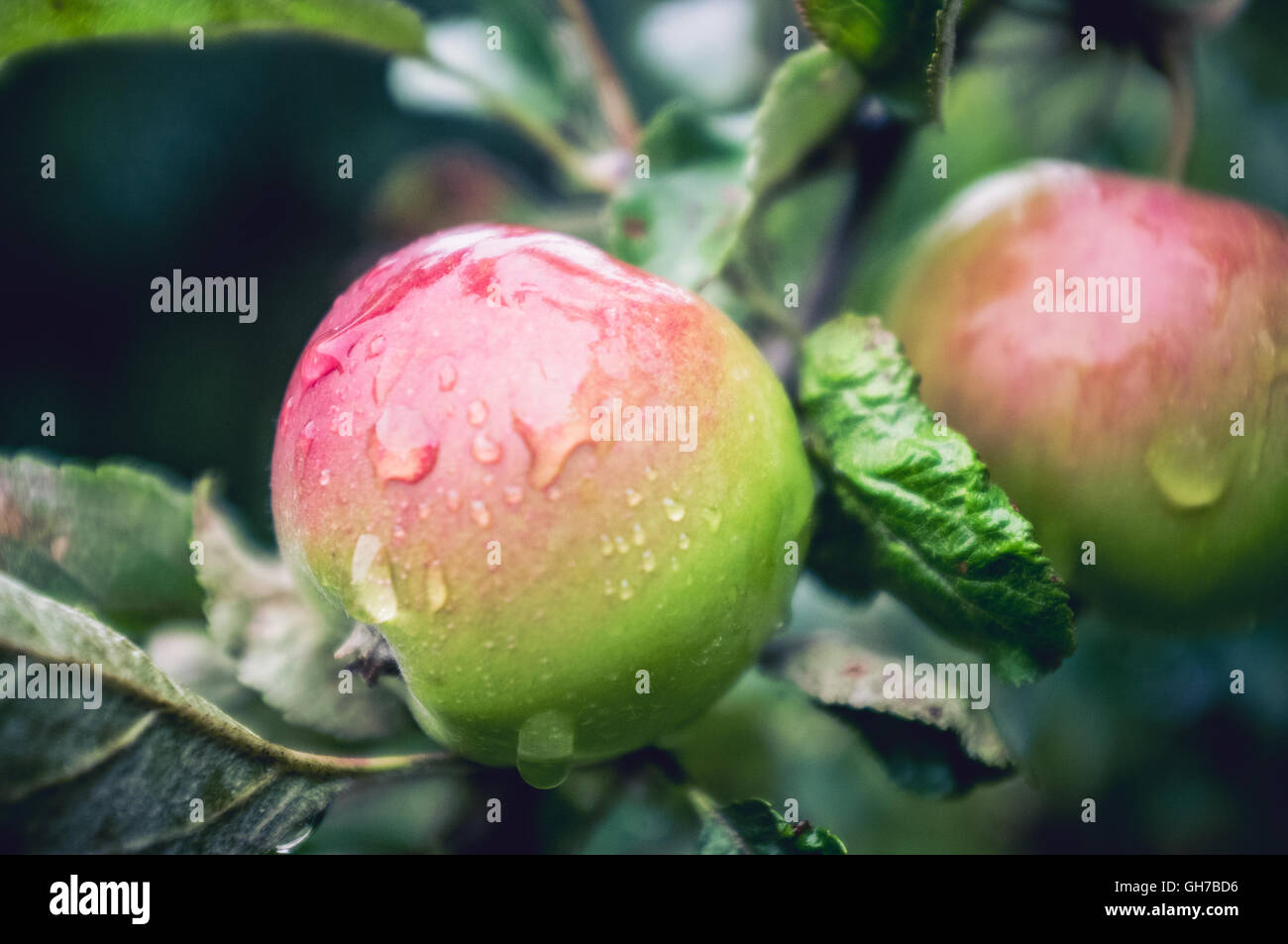 Natural eco green-red apples on the organic apple Stock Photo