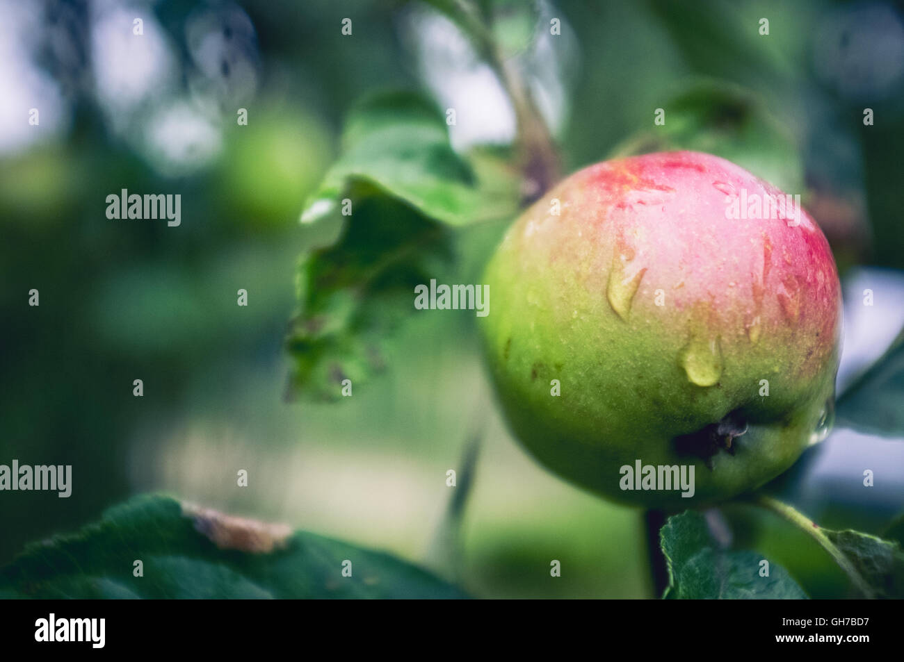 Natural eco green-red apples on the organic apple Stock Photo