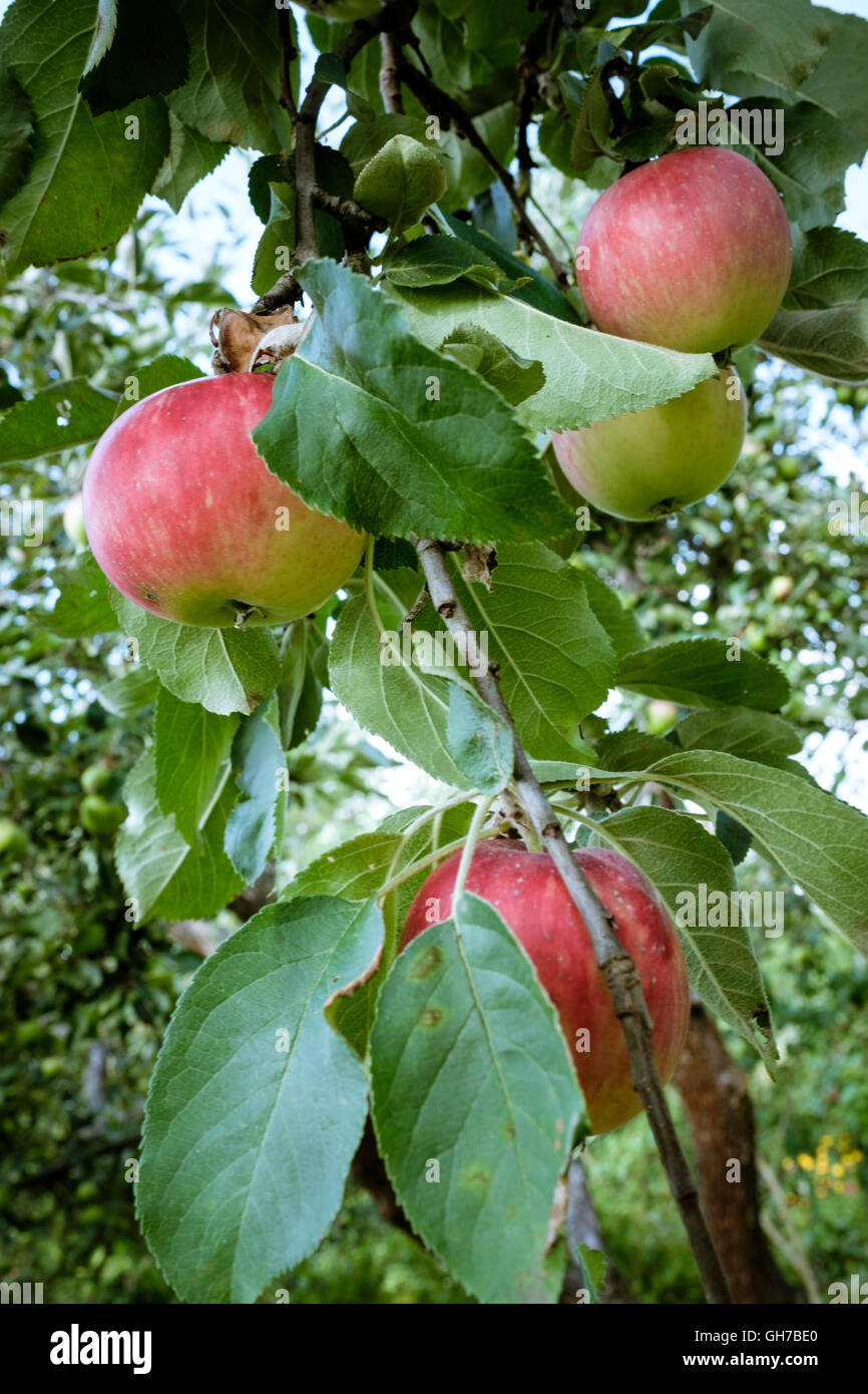 Natural eco green-red apples on the organic apple tree Stock Photo