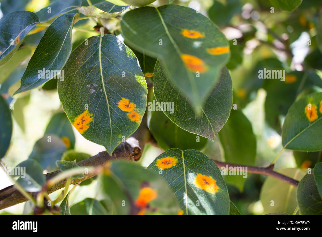 Bay Leaf Tree leaves with Yellow marke Stock Photo Alamy