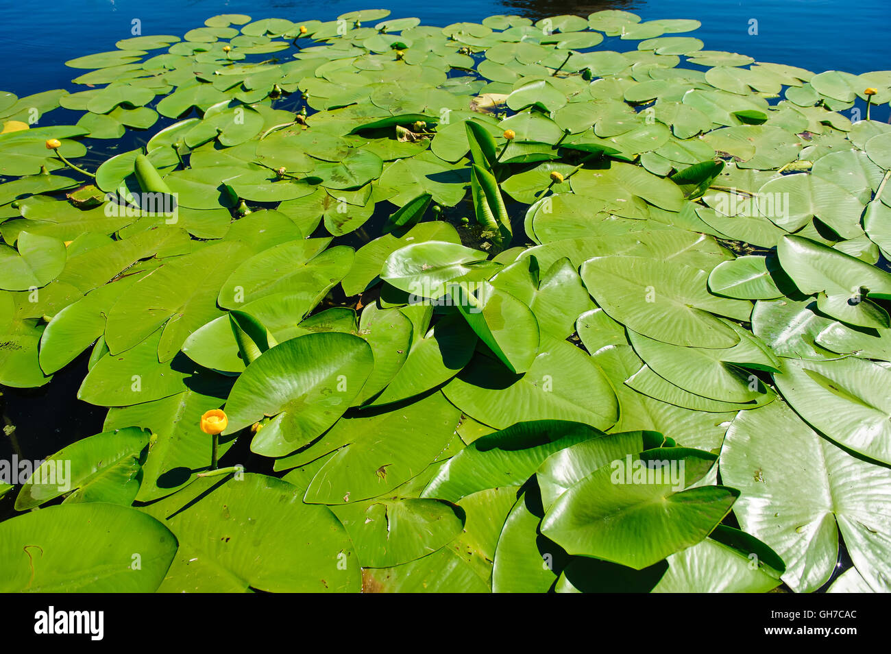 Yellow Water lily on river Stock Photo - Alamy