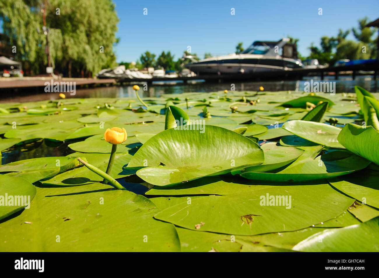 Yellow Water lily on river Stock Photo - Alamy