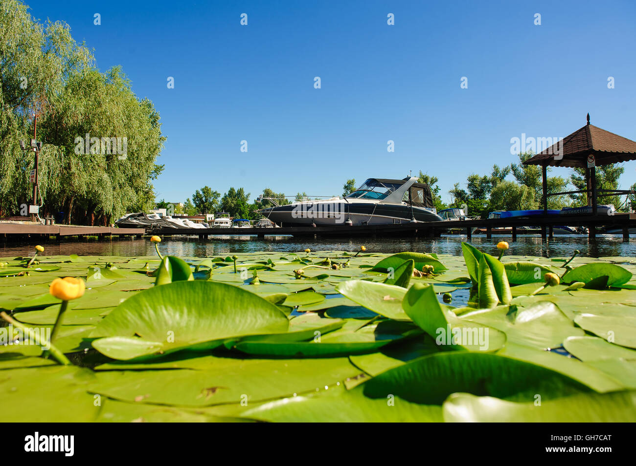 Yellow Water lily on river Stock Photo - Alamy