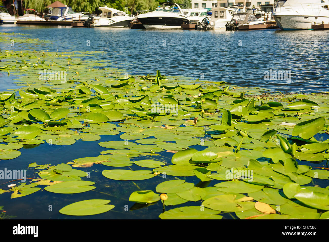 Yellow Water lily on river Stock Photo - Alamy