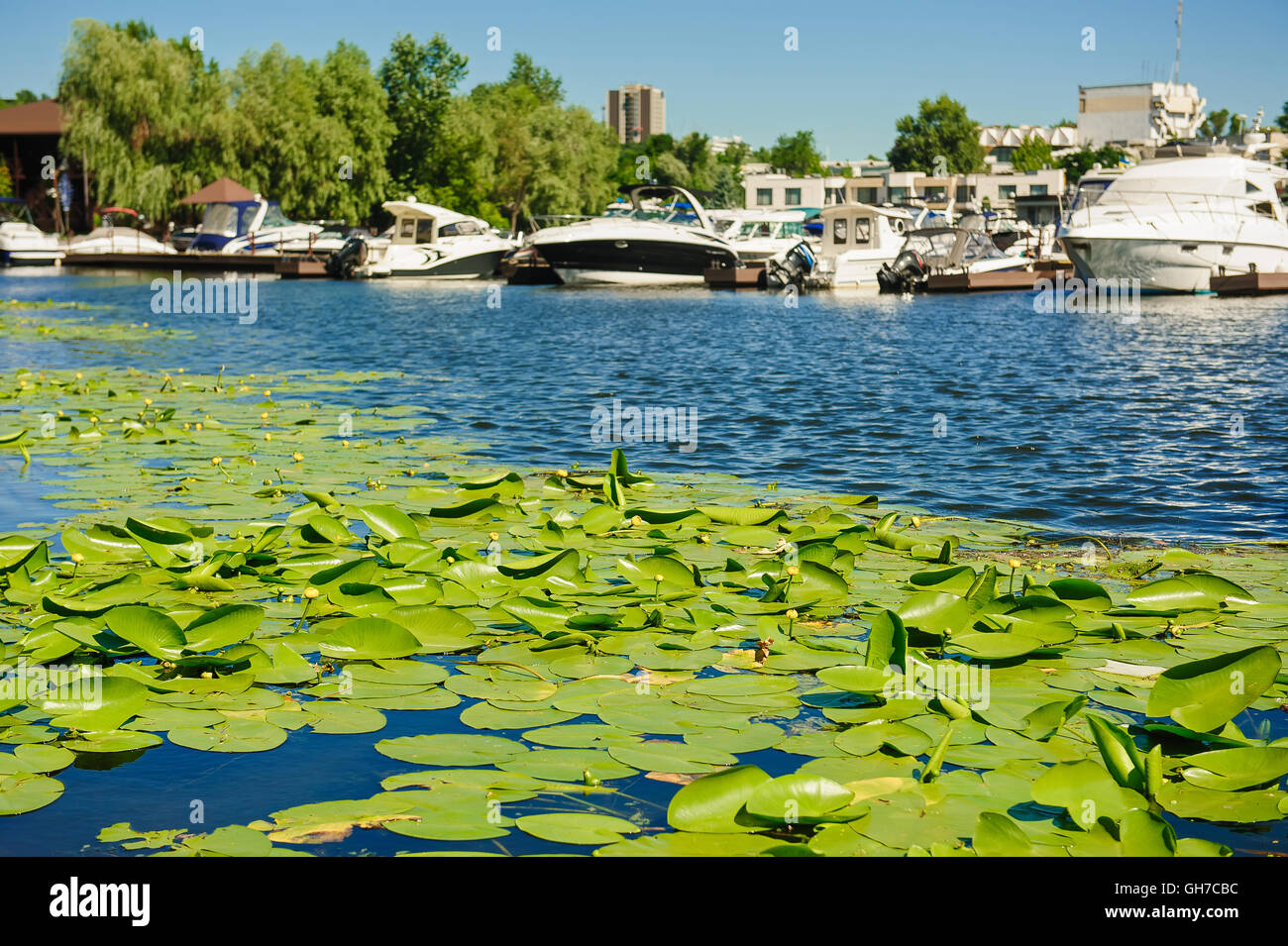 Yellow Water lily on river Stock Photo - Alamy