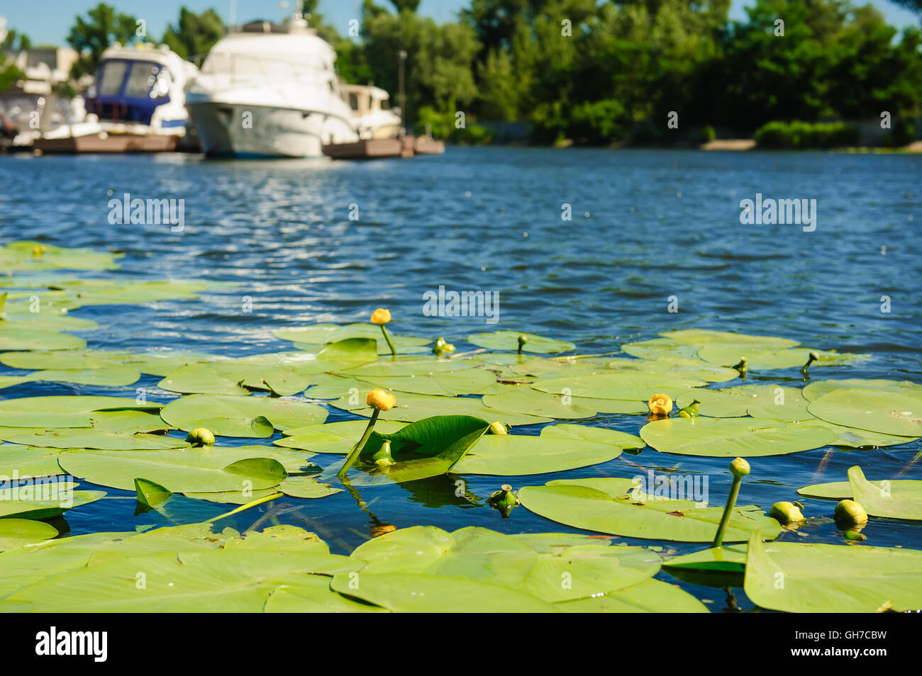 Yellow Water lily on river Stock Photo - Alamy