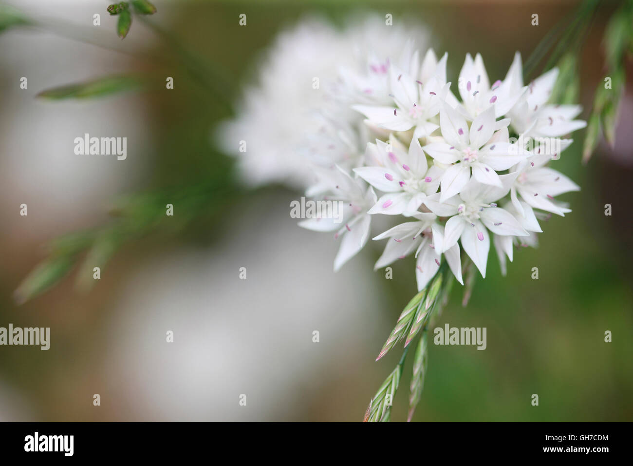 striking white allium graceful beauty with grasses, late Spring flowering Jane Ann Butler Photography JABP1557 Stock Photo