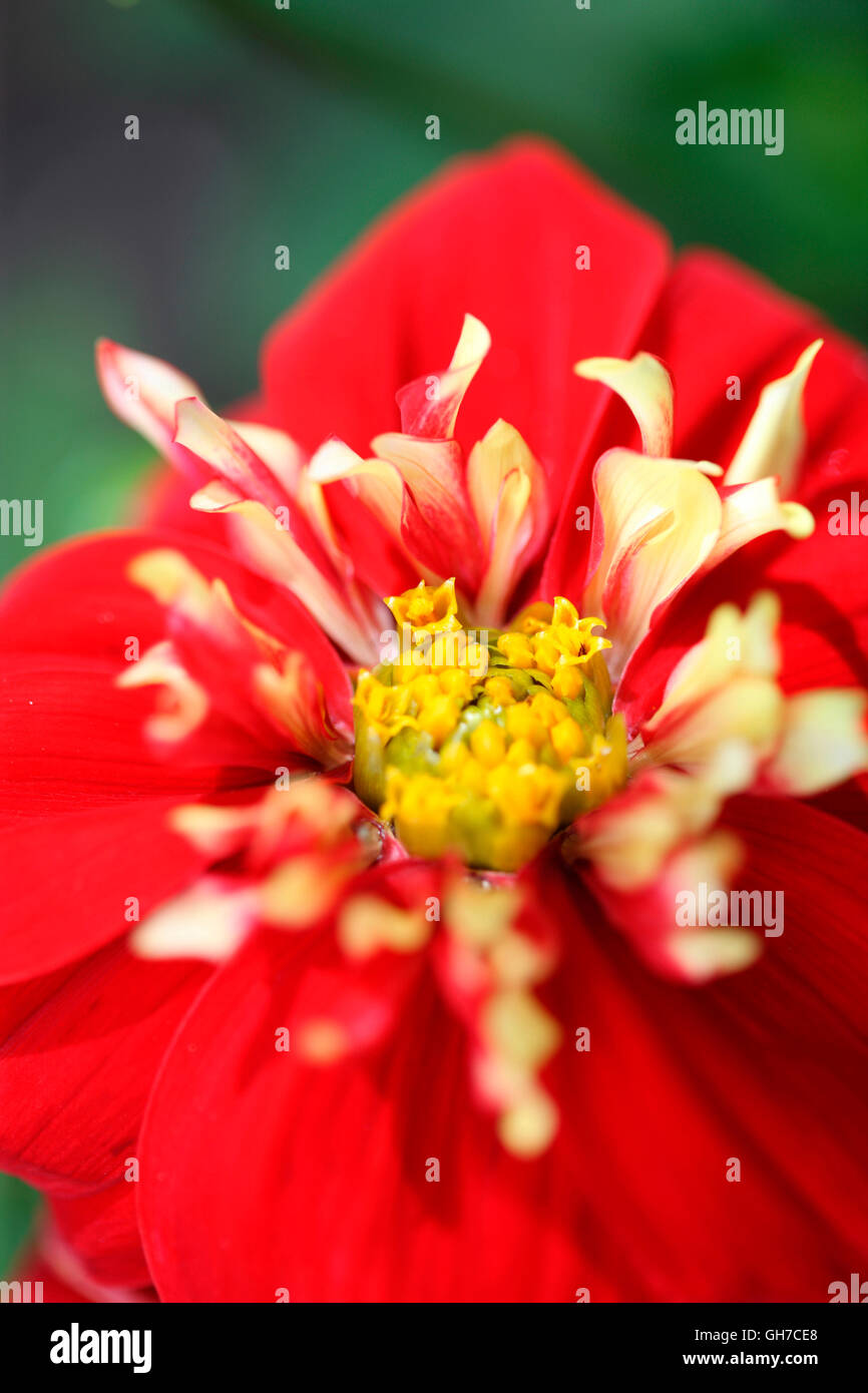 charming red and white dahlia 'impression festivo' beautiful long Summer flowering Jane Ann Butler Photography JABP1545 Stock Photo