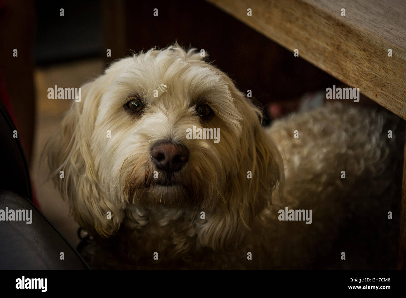 A Cockapoo, a mixed-breed dog. Stock Photo