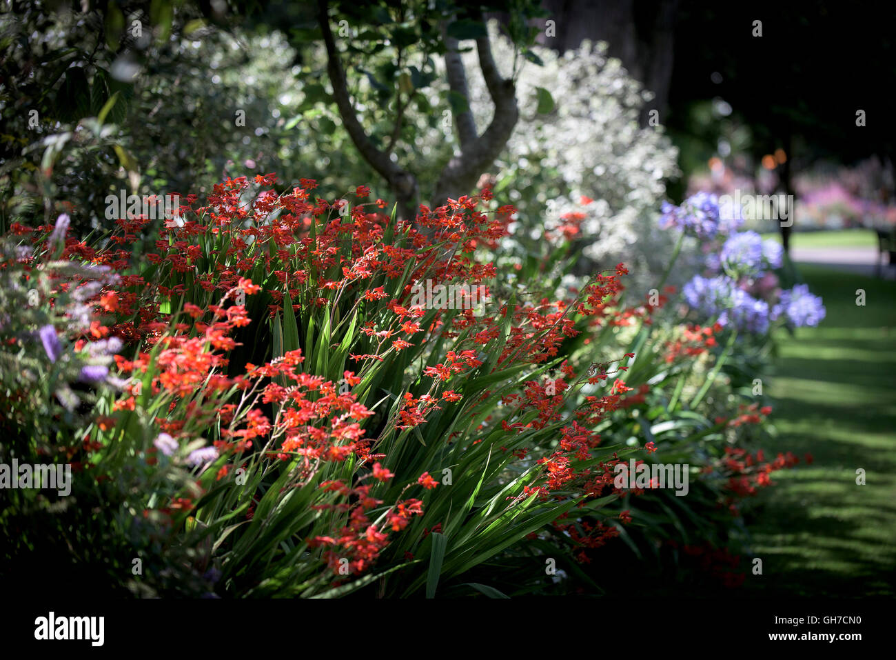 Crocosmia Lucifer in a flower bed. Stock Photo