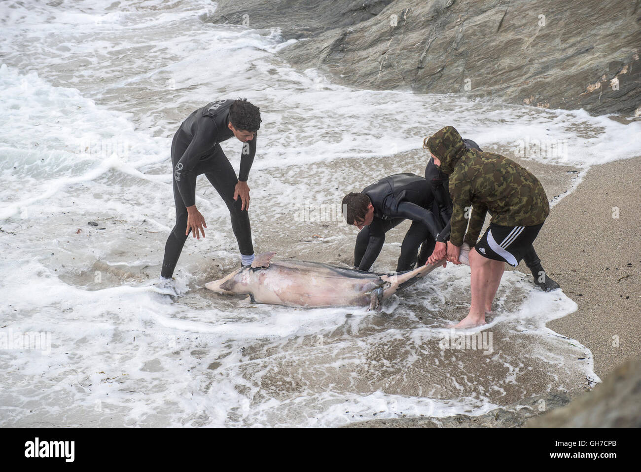 A dead dolphin is pulled from rough seas by teenagers on Towan Headland in Newquay, Cornwall. Stock Photo