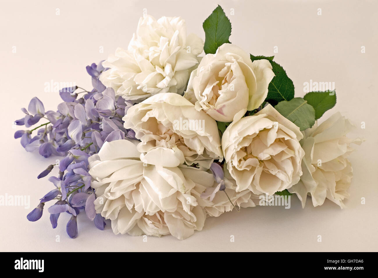 Roses and wisteria lying on a table. Rosa Madame Alfred Carriere, and wisteria sinensis. Stock Photo