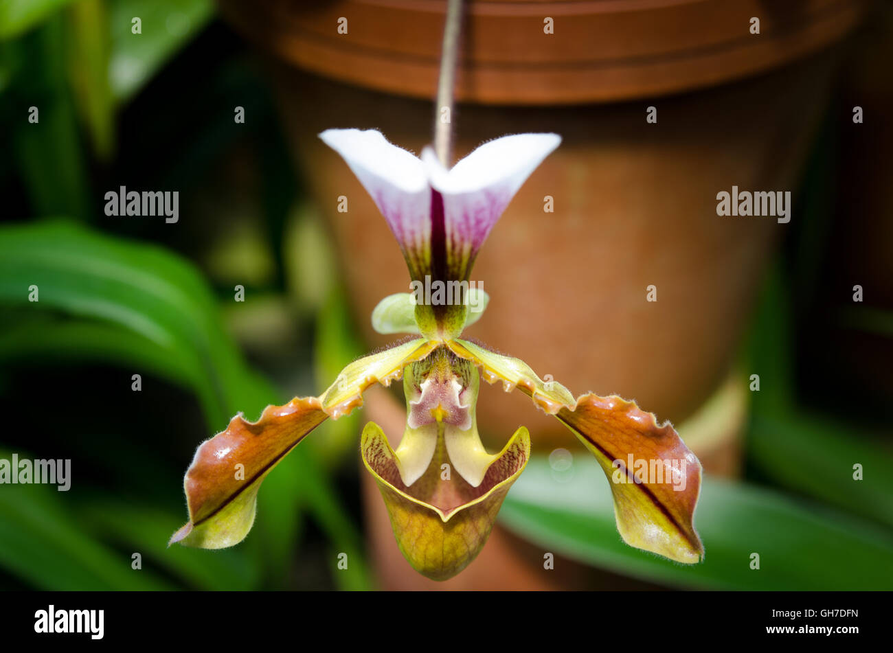 one beutiful flower a orchid from the family Paphiopedilum Stock Photo