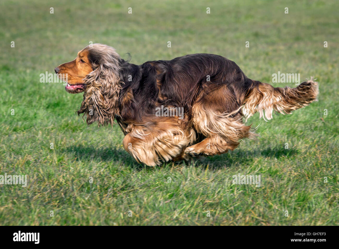 English Cocker Spaniel dog (Canis lupus familiaris) running in garden Stock Photo