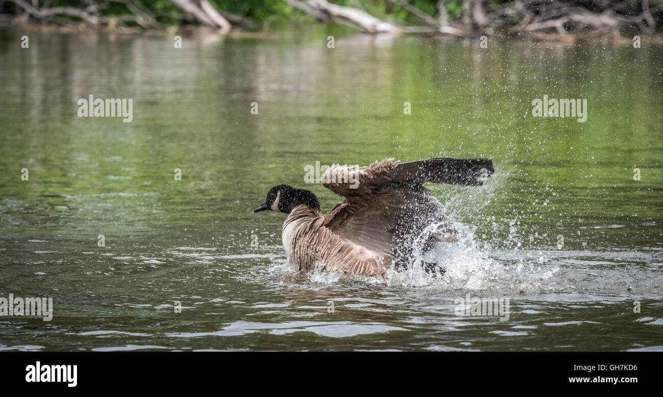 Canada goose loves bathing in his home waters of the Ottawa River Stock Photo