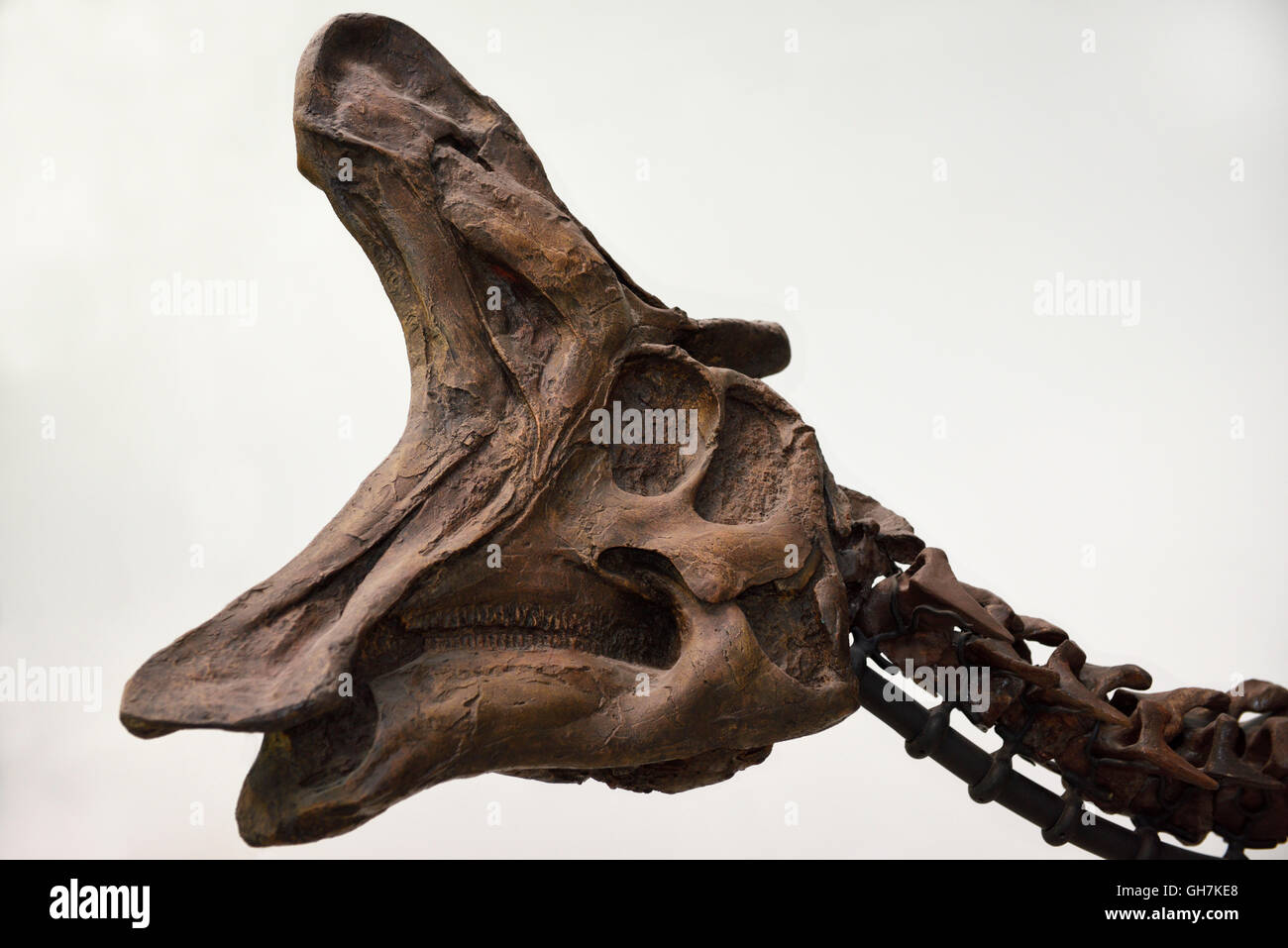 Lambeosaurus Hadrosaur Duckbill dinosaur head fossil bones from Alberta at ROM Royal Ontario Museum Toronto Stock Photo