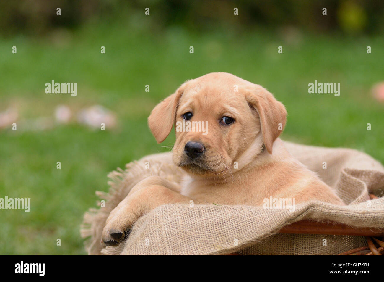 Yellow Labrador puppy sitting in dog basket Stock Photo